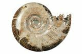 Polished, Sutured Ammonite (Argonauticeras) Fossil - Madagascar #246217-1